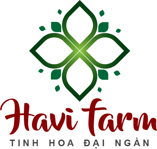 Hạt Macca Đăk Lăk Havi Farm